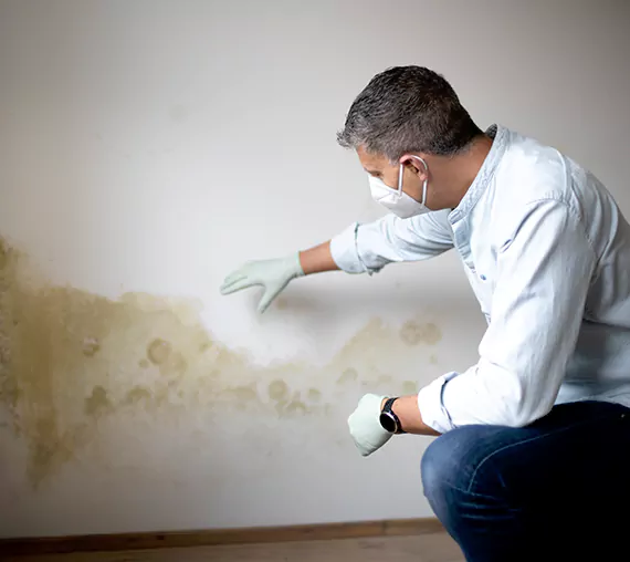 Mold Removal Service in Edmonds, WA